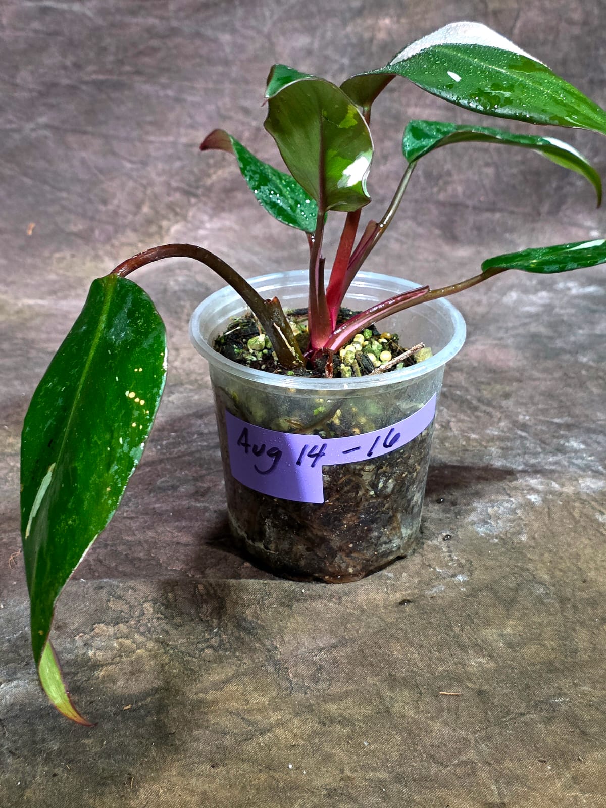 Variegated Philodendron Red Anderson - Rare Tricolor (Aug-14-16)