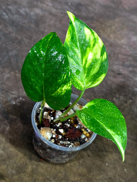 Variegated Golden Flame Epipremnum Pinnatum - Exact Plant - (Aug-14-19)