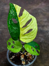 Variegated Monstera Adansonii Albo - Exact Plant - (Aug-14-22)