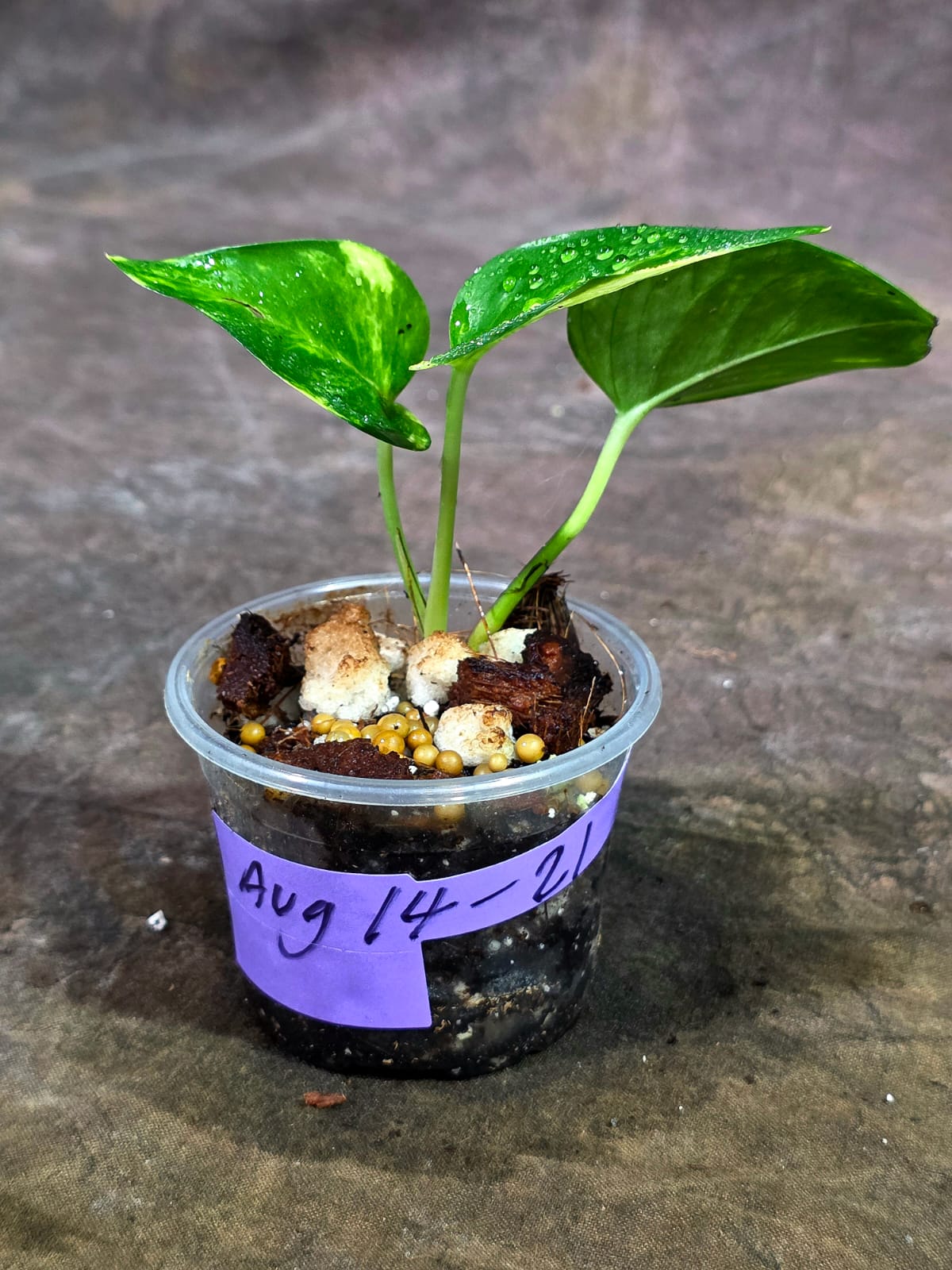 Variegated Golden Flame Epipremnum Pinnatum - Exact Plant - (Aug-14-21)