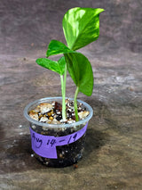 Variegated Golden Flame Epipremnum Pinnatum - Exact Plant - (Aug-14-19)