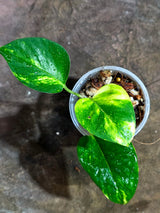 Variegated Golden Flame Epipremnum Pinnatum - Exact Plant - (Aug-14-18)