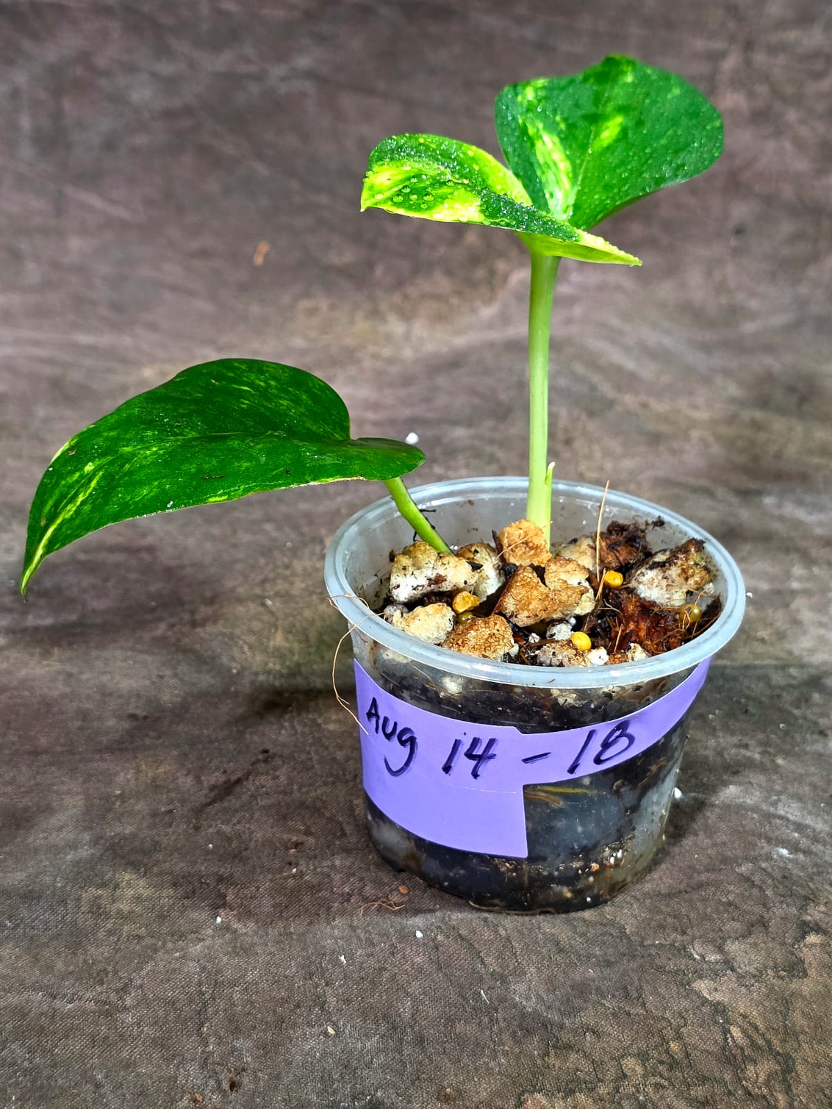 Variegated Golden Flame Epipremnum Pinnatum - Exact Plant - (Aug-14-18)