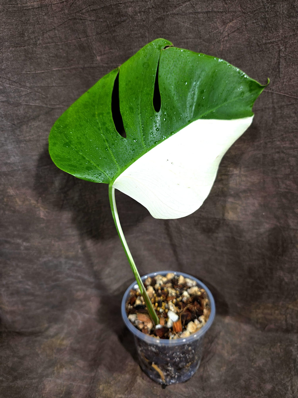 Variegated Monstera Albo Live Plant - Half-Moon Leaf (Aug-19-1)