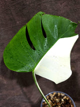 Variegated Monstera Albo Live Plant - Half-Moon Leaf (Aug-19-1)