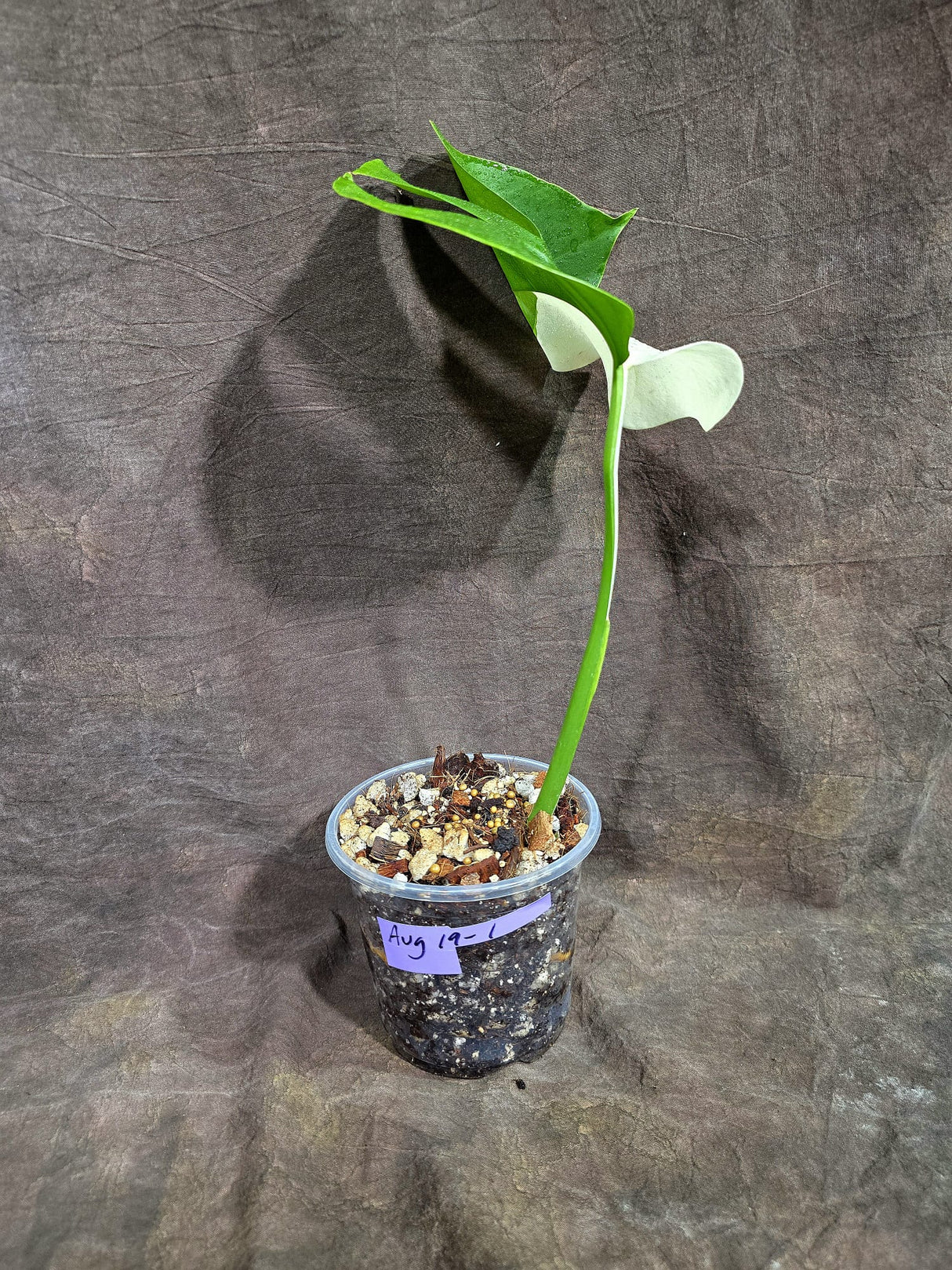 Variegated Monstera Albo Live Plant - Half-Moon Leaf (Aug-19-1)