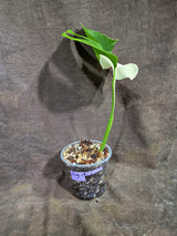 Variegated Monstera Albo Live Plant - Half-Moon Leaf (Aug-19-1)