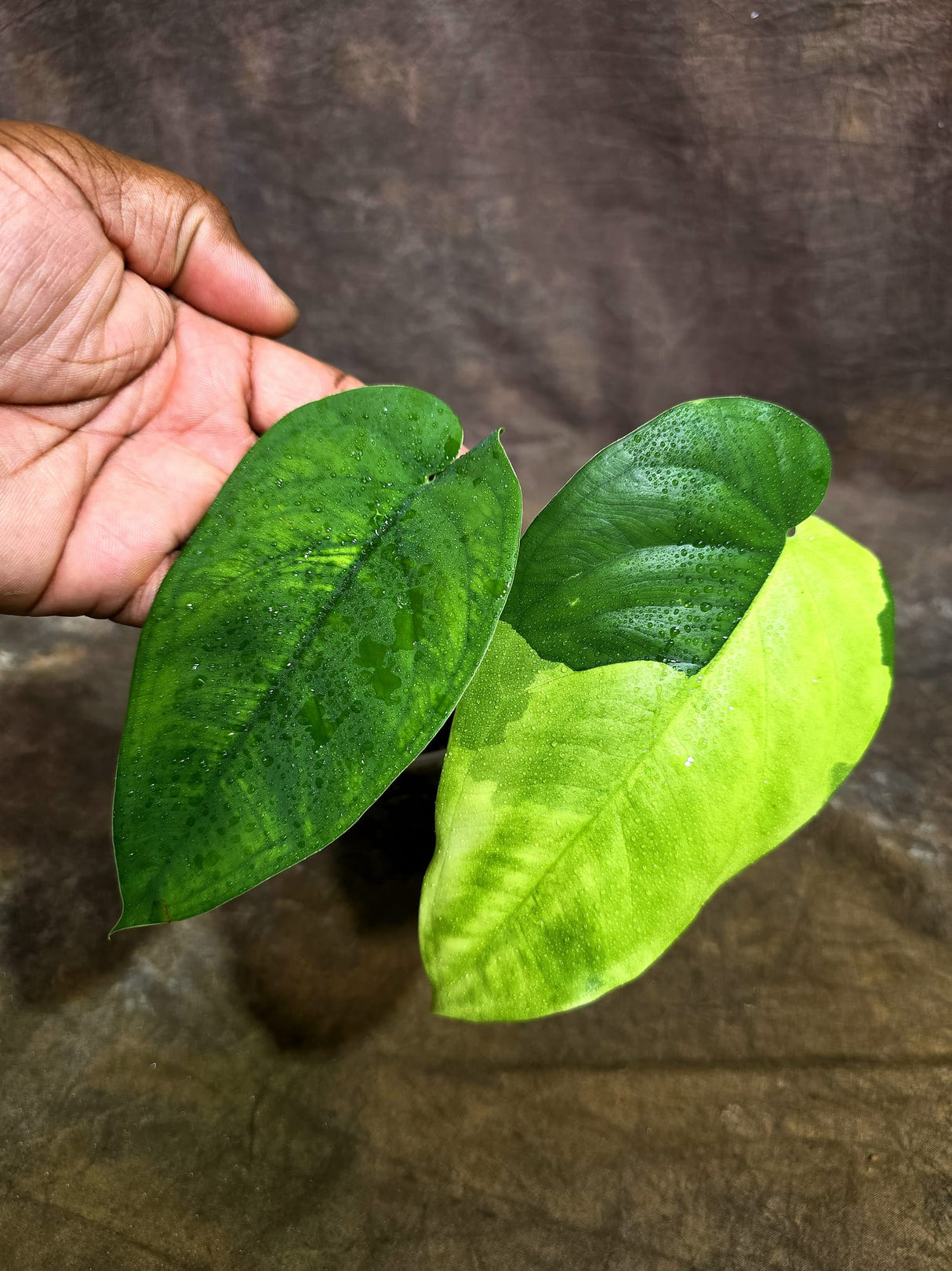 Syngonium Chiapense Albo Variegated - Exact Plant - (Aug-19-5)