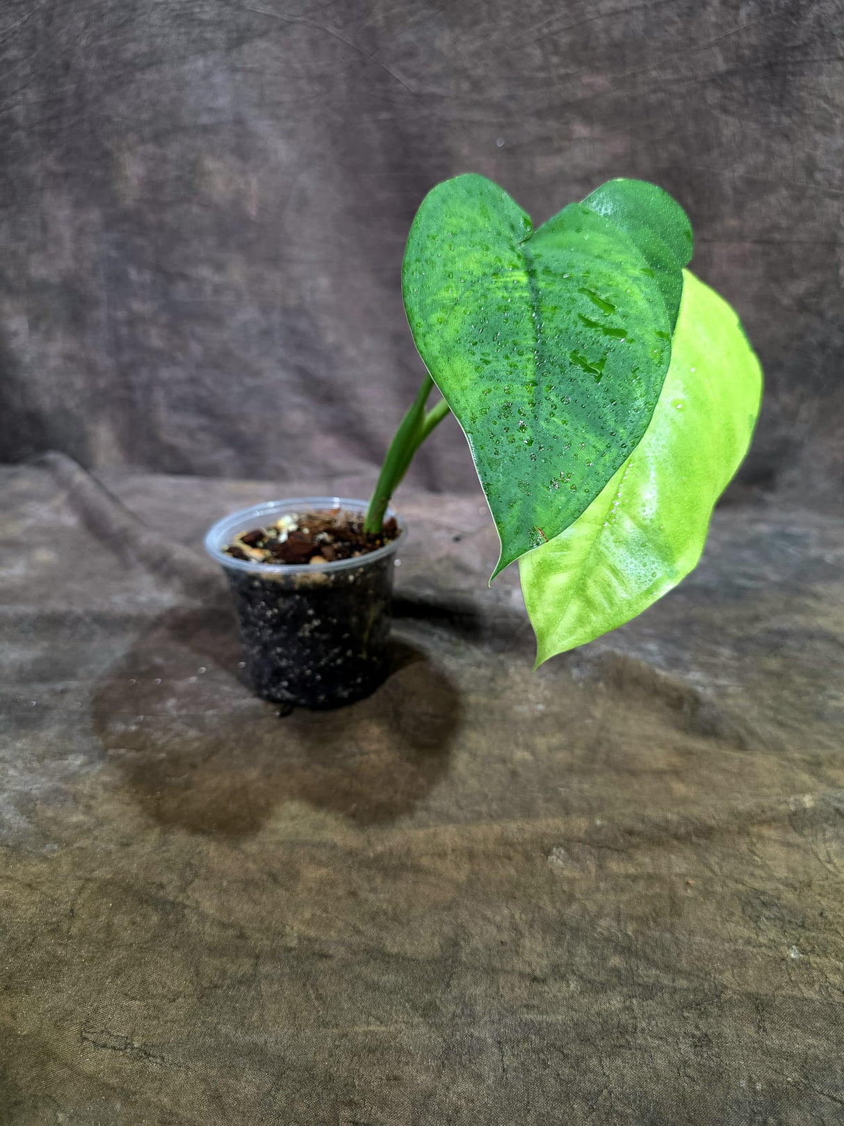 Syngonium Chiapense Albo Variegated - Exact Plant - (Aug-19-5)