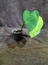 Syngonium Chiapense Albo Variegated - Exact Plant - (Aug-19-5)