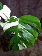 Variegated Monstera Albo - White Albo Borsigiana (Aug-19-2)