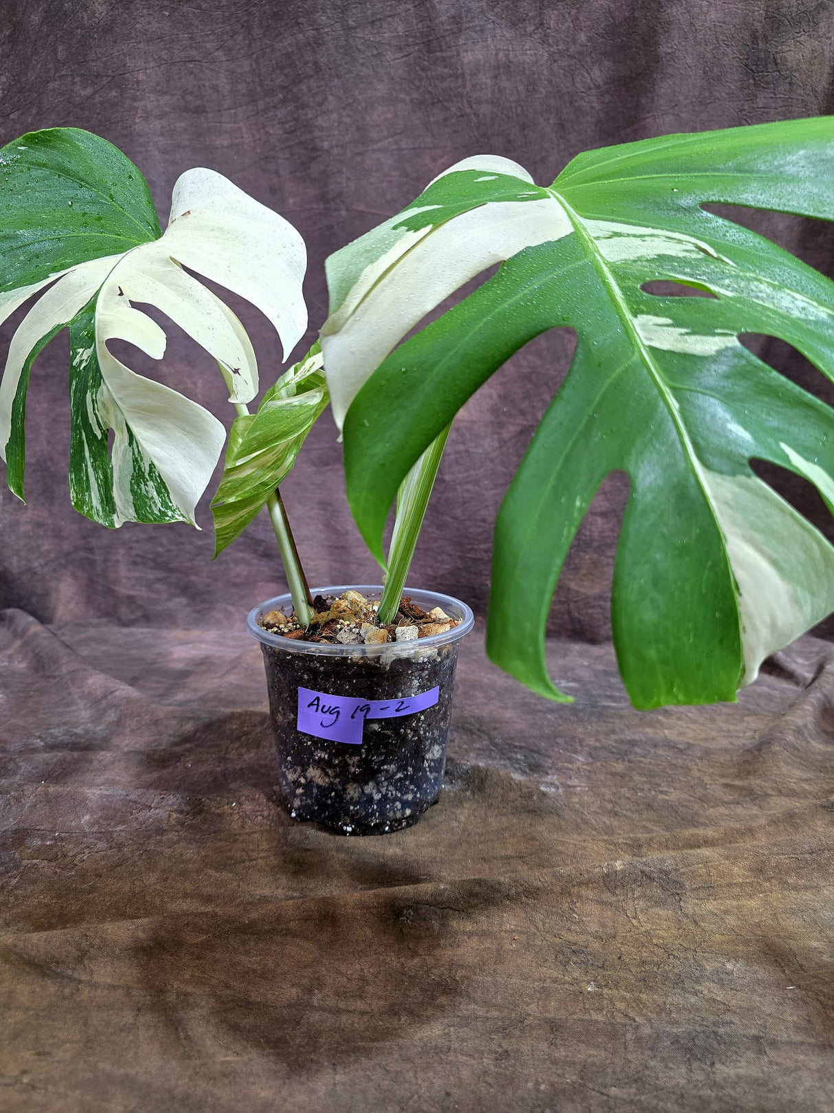 Variegated Monstera Albo - White Albo Borsigiana (Aug-19-2)
