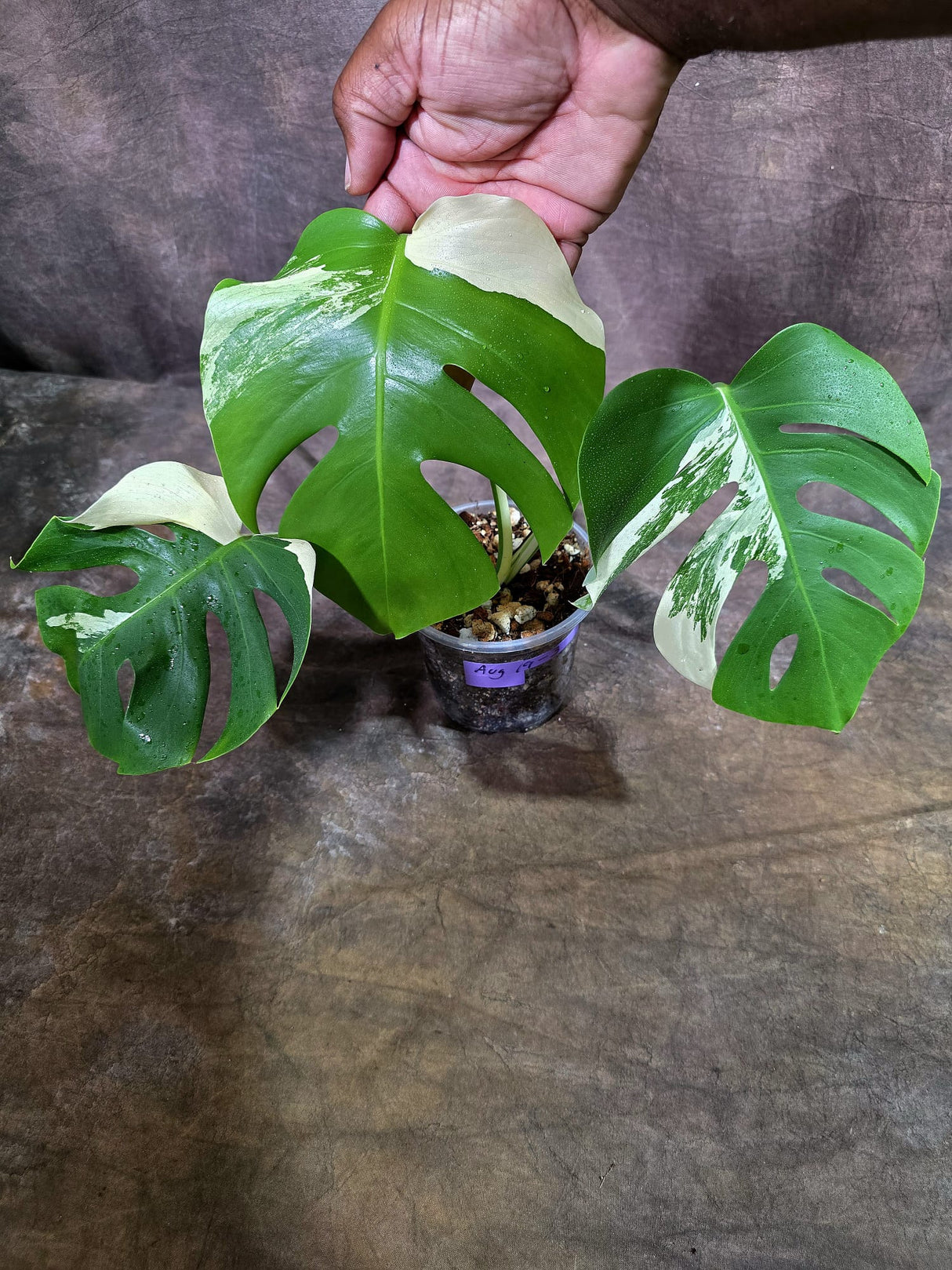 Variegated Monstera Albo - White Albo Borsigiana (Aug-19-3)