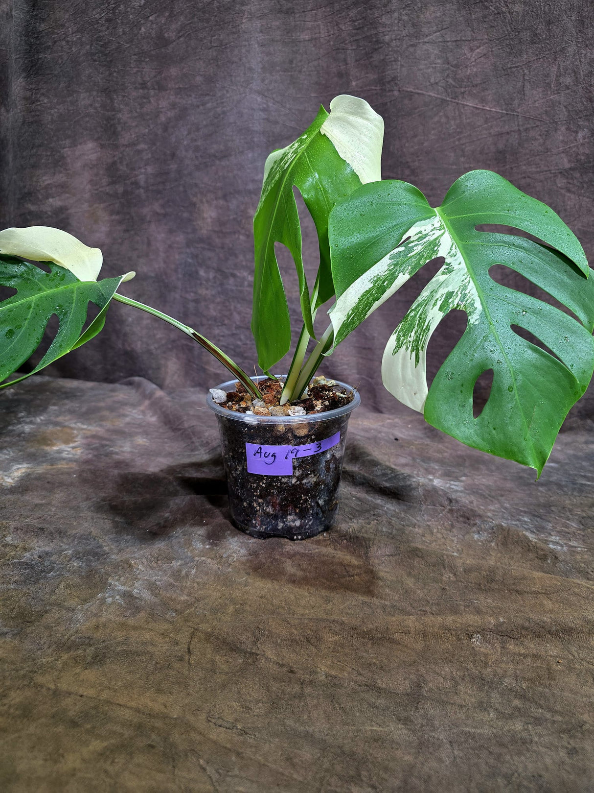 Variegated Monstera Albo - White Albo Borsigiana (Aug-19-3)