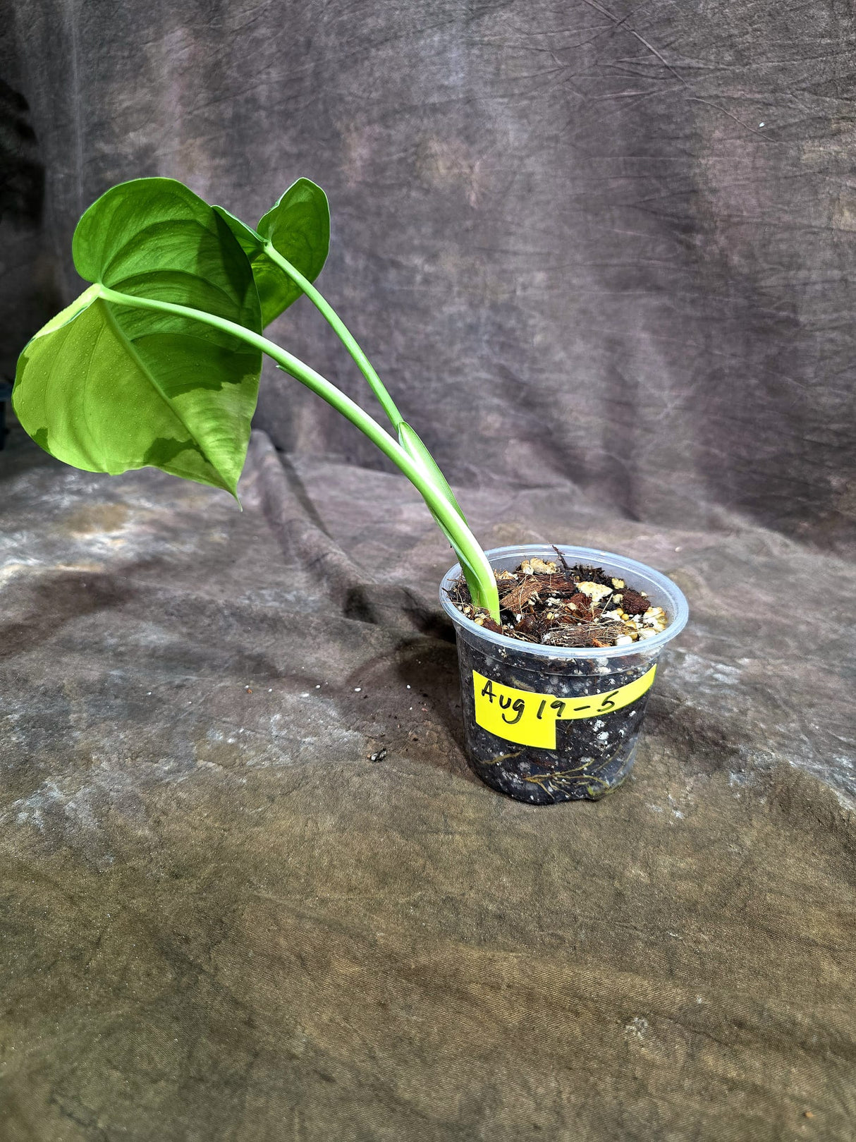 Syngonium Chiapense Albo Variegated - Exact Plant - (Aug-19-5)