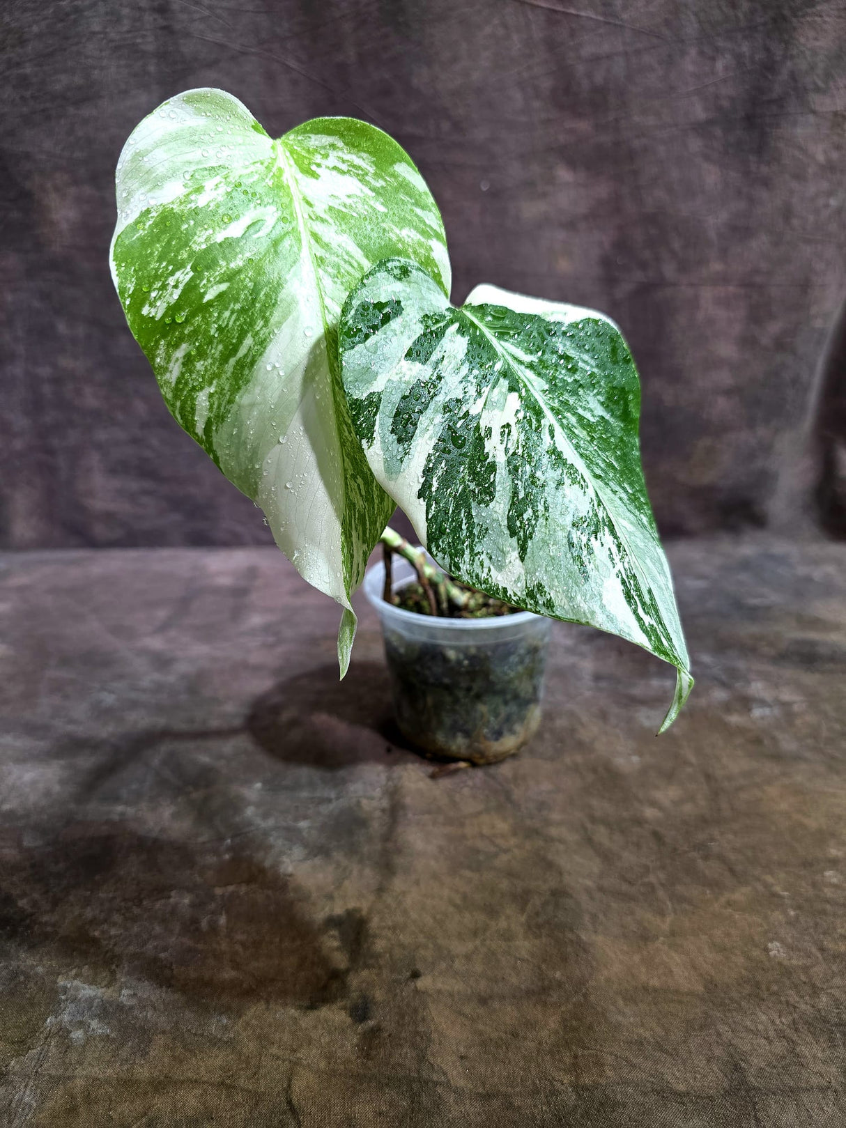 Variegated Monstera Albo - White Monstera Baby Leaf Plant (Aug-19-7)