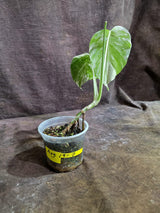 Variegated Monstera Albo - White Monstera Baby Leaf Plant (Aug-19-7)