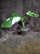 Variegated Monstera Albo - White Albo Borsigiana (Aug-19-9)