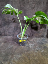 Variegated Monstera Albo - White Albo Borsigiana (Aug-19-9)