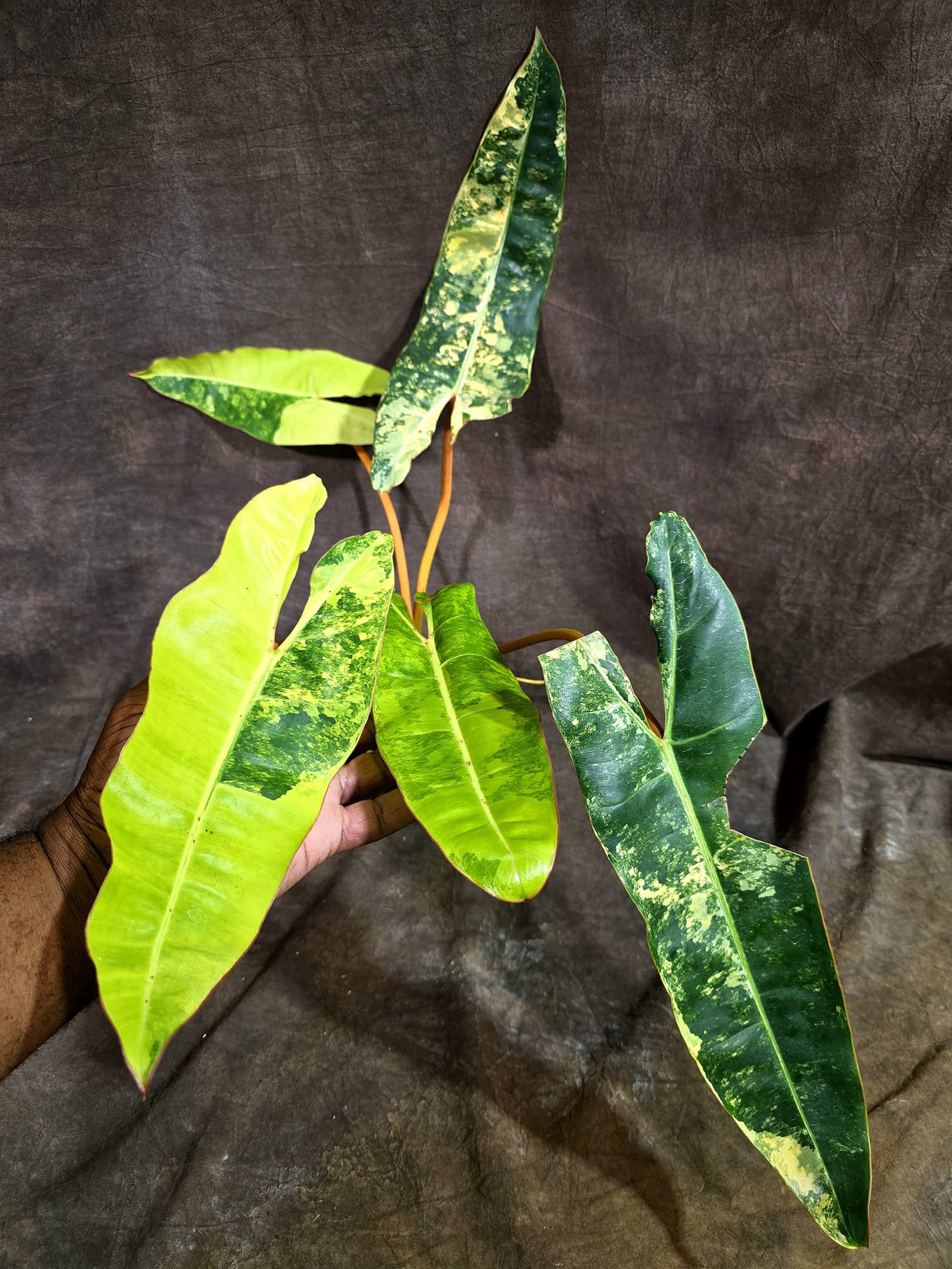 Variegated Philodendron Billietiae Live Plant - Large Leaf Philodendron - (Aug-19-10)