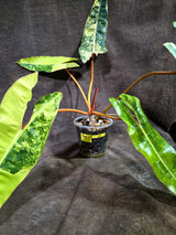 Variegated Philodendron Billietiae Live Plant - Large Leaf Philodendron - (Aug-19-10)