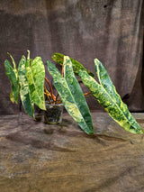 Variegated Philodendron Billietiae Plant - Large Leaf Philodendron - (Aug-19-11)