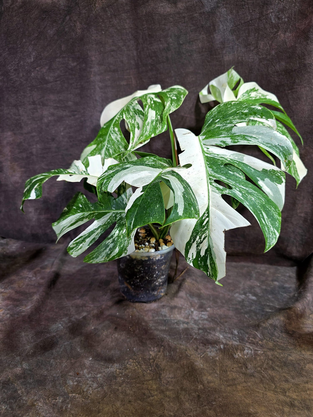 Variegated Monstera Albo - White Albo Borsigiana (Aug-19-12)
