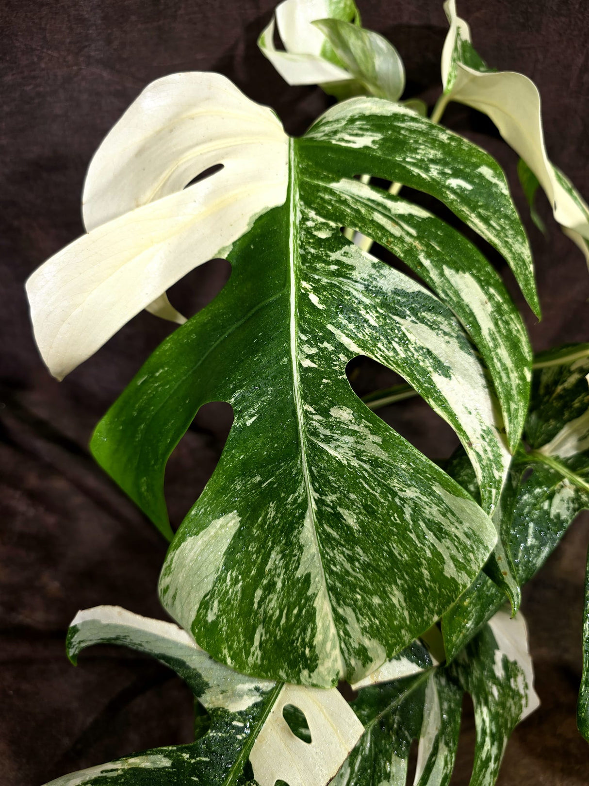 Variegated Monstera Albo - White Albo Borsigiana (Aug-19-12)