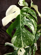 Variegated Monstera Albo - White Albo Borsigiana (Aug-19-12)