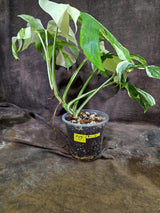 Variegated Monstera Albo - White Albo Borsigiana (Aug-19-12)