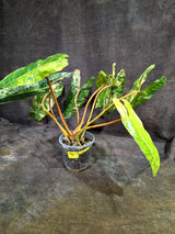 Variegated Philodendron Billietiae Plant - Large Leaf Philodendron - (Aug-19-11)