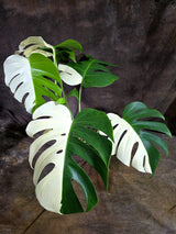 Variegated Monstera Albo - Half-Moon Leaf (Aug-19-13)