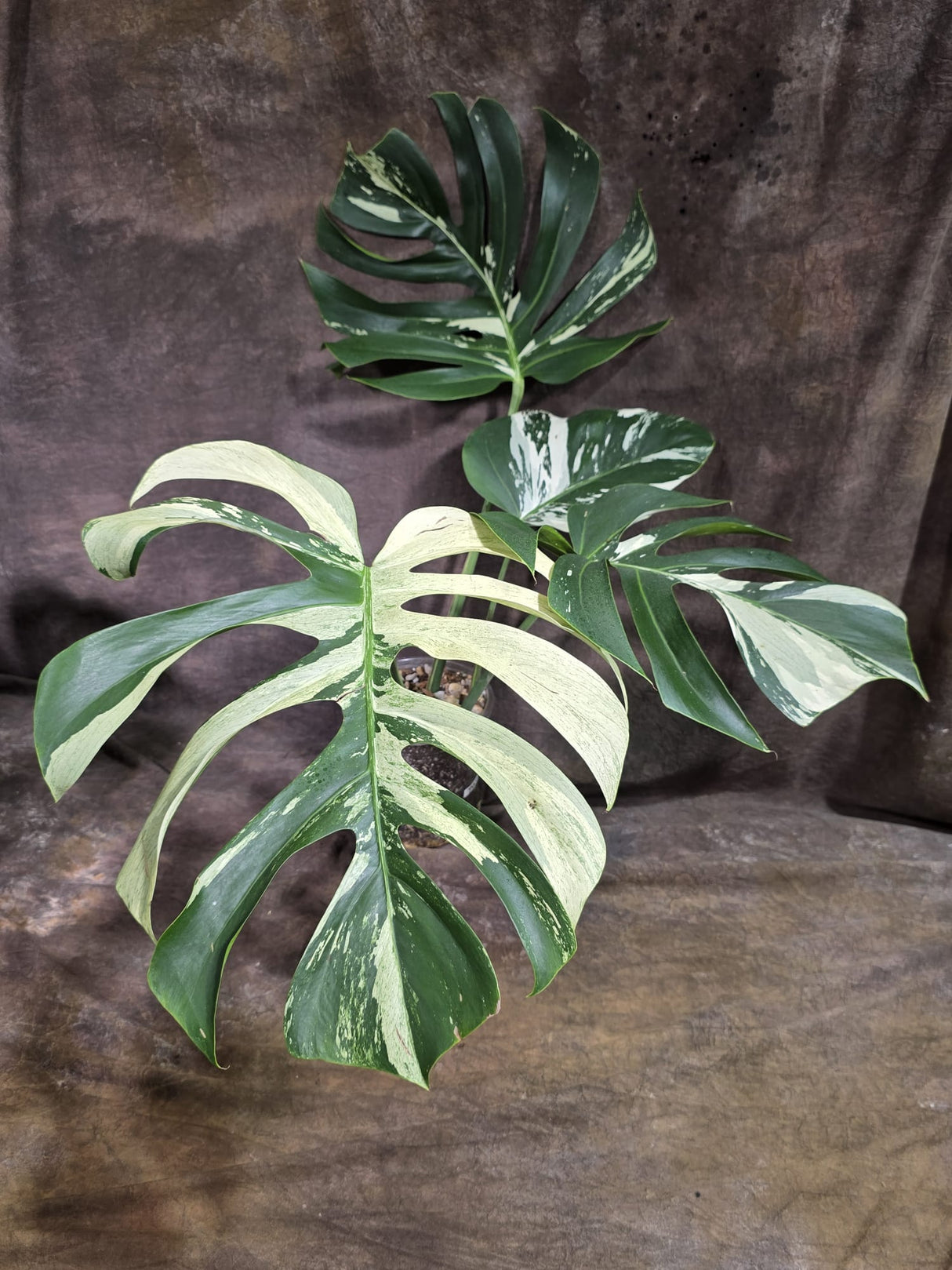 Variegated Monstera Mint Jungle Mint -(Aug-19-14-ER)
