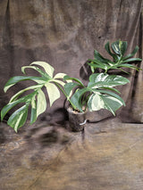 Variegated Monstera Mint Jungle Mint -(Aug-19-14-ER)