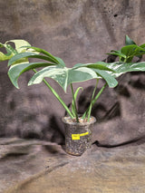 Variegated Monstera Mint Jungle Mint -(Aug-19-14-ER)