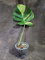 Monstera Borsigiana Aurea Variegated (Aug-25-36)