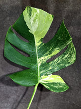 Monstera Borsigiana Aurea Variegated (Aug-25-36)