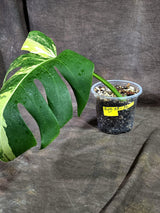 Monstera Borsigiana Aurea Variegated (Aug-25-36)