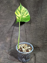 Monstera Borsigiana Aurea Variegated (Aug-25-37)