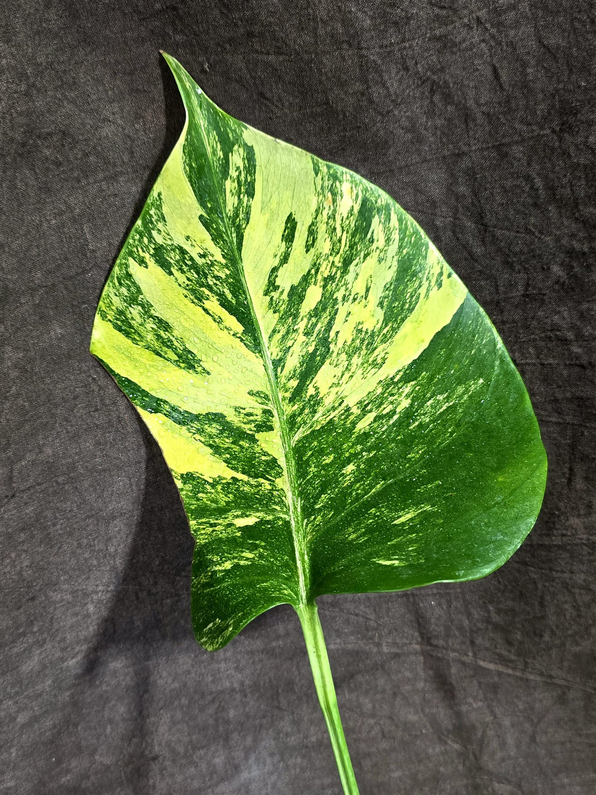 Monstera Borsigiana Aurea Variegated (Aug-25-37)