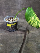 Monstera Borsigiana Aurea Variegated (Aug-25-37)