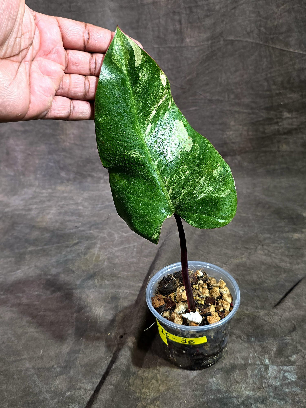 Rare Philodendron Strawberry Shake Variegated (Aug-25-38)