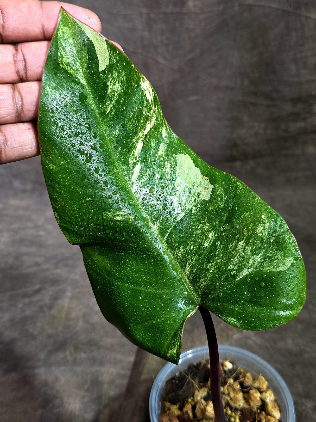 Rare Philodendron Strawberry Shake Variegated (Aug-25-38)