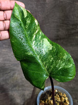 Rare Philodendron Strawberry Shake Variegated (Aug-25-38)