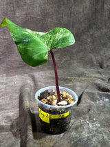 Rare Philodendron Strawberry Shake Variegated (Aug-25-38)