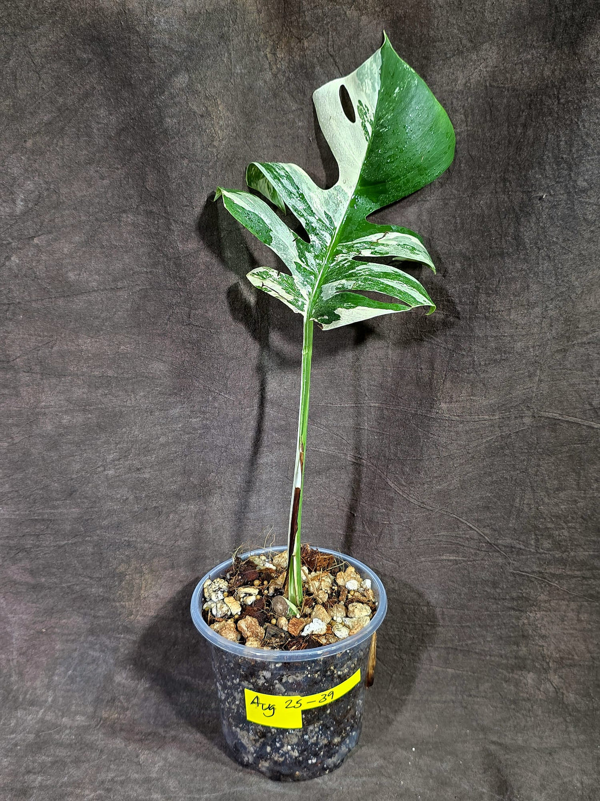 Variegated Monstera Albo - White Albo Borsigiana (Aug-25-39)