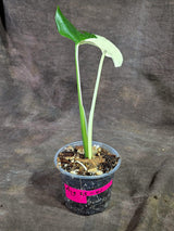 Variegated Monstera Albo - Half-Moon Leaf (Aug-25-41)
