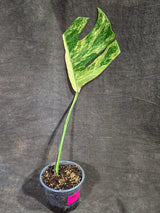 Monstera Borsigiana Aurea Variegated (Aug-25-42)
