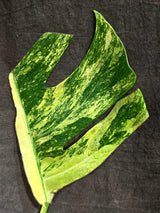 Monstera Borsigiana Aurea Variegated (Aug-25-42)