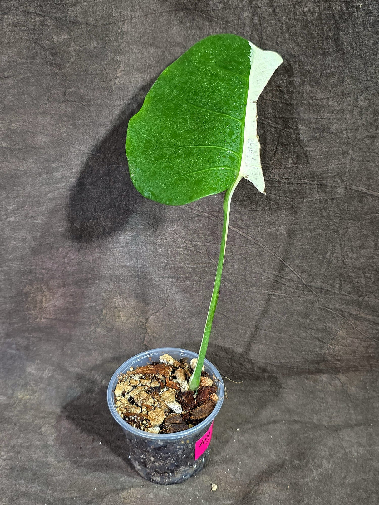 Variegated Monstera Albo - Half Moon Leaf (Aug-25-43)